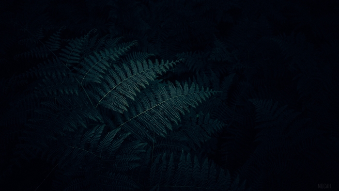 Dark Green Fern Leaves in Low Light