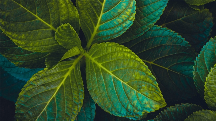 Close-up of green leaves with carved texture