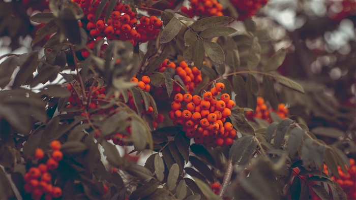 Mountain ash berries on branches in autumn 4K