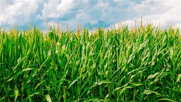 Corn field in summer, farm 4K
