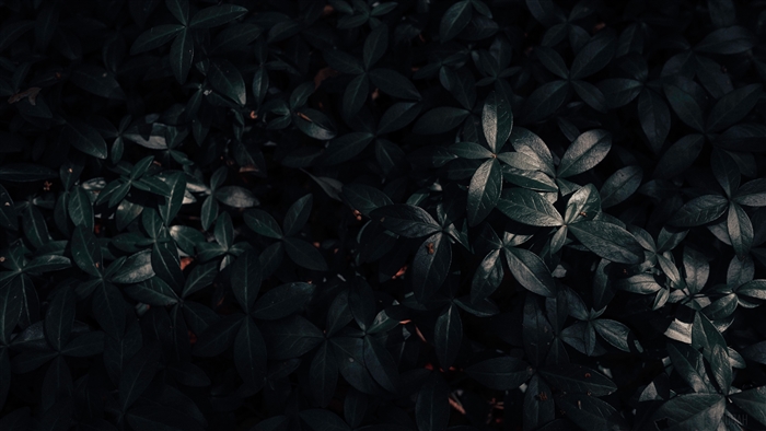 Dark leaves 4K