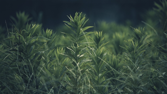 Green plants and grass in blur 4k