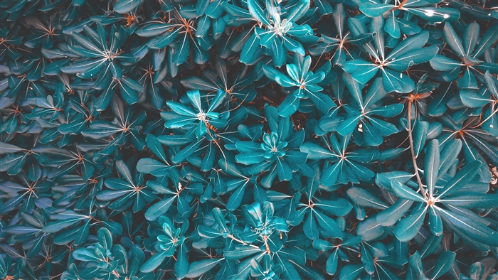 Blue leaves plant 4K