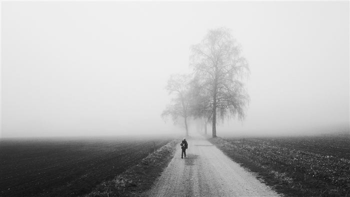 Person walking on a foggy road with trees