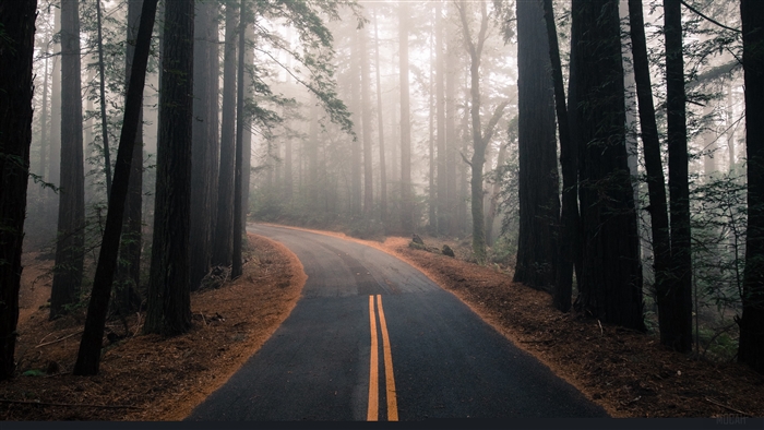 Foggy Autumn Forest Road with Yellow Markings
