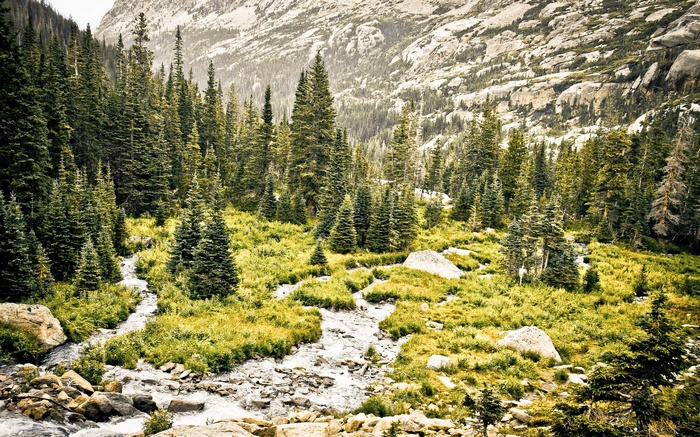 Mountain stream flowing through a pine forest