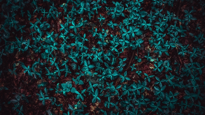 Teal leaves on forest floor 4K
