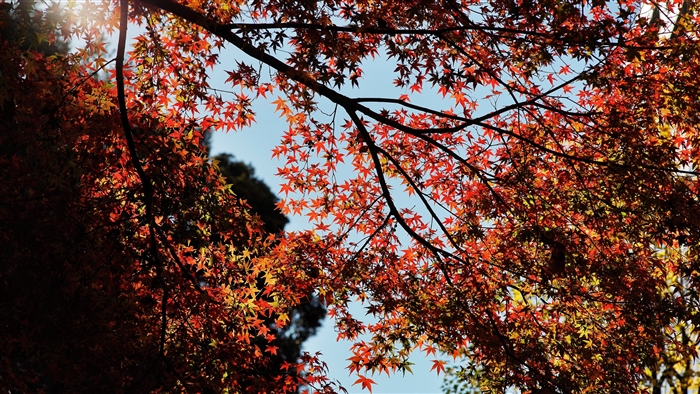 Autumn Maple Tree Branches 4K