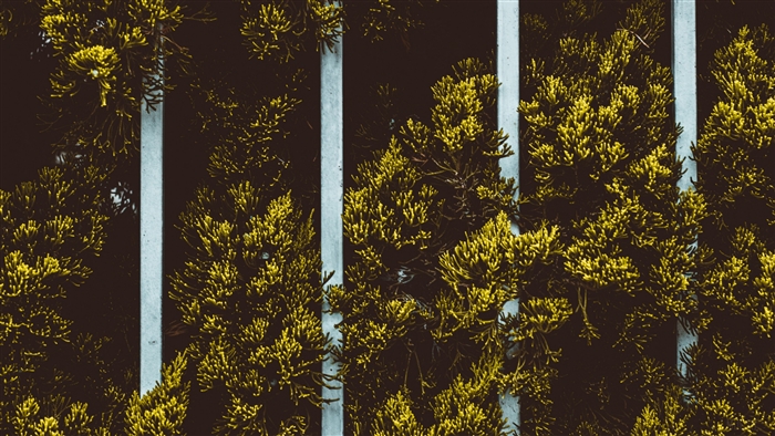 Yellow plant leaves behind a fence