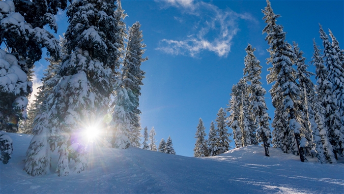 Snowy forest with sunbeams