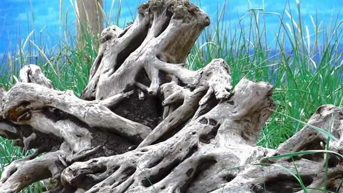 Old driftwood roots and branches with grass and blue sky 4K