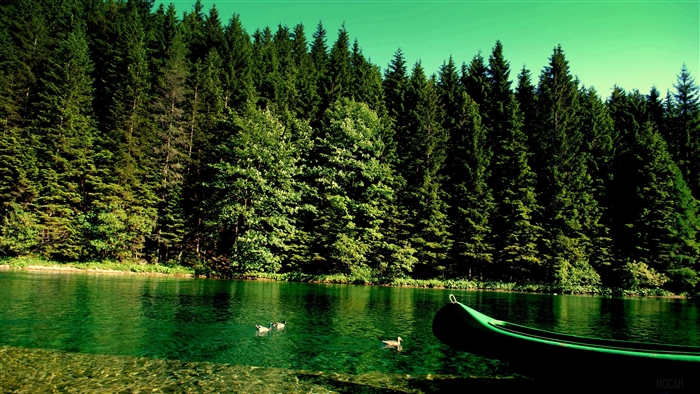 Forest lake with canoe and ducks 4K