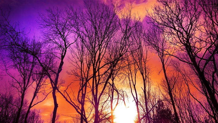 Bare trees against a vibrant sunset sky