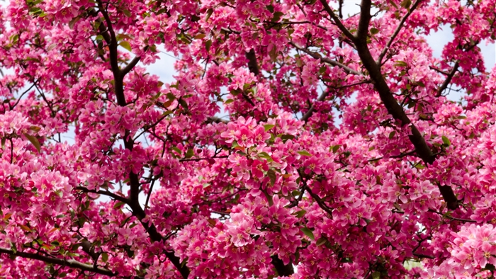 Pink flowers on branches 4k