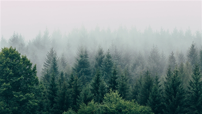 Forest covered in fog, aerial view, trees, sky 4K