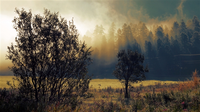 Misty Forest at Dawn with Sunbeams
