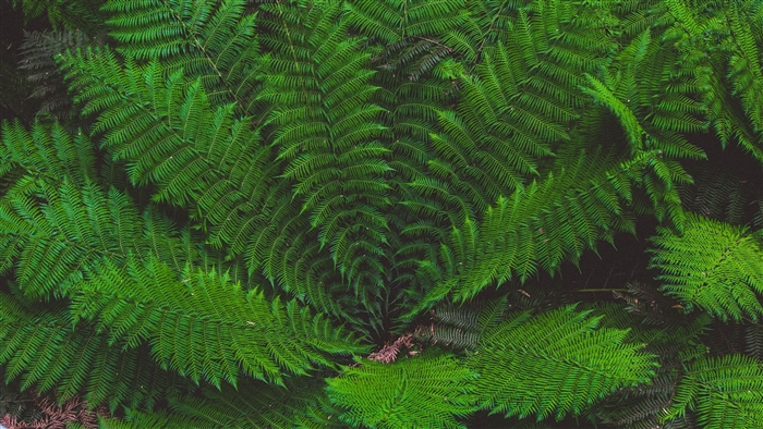 Green fern leaves in a forest
