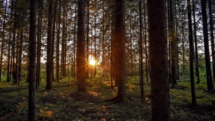 Sunlight filtering through trees in a forest at sunset 4K