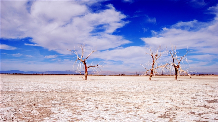 Dead trees in a dry lakebed under a cloudy blue sky