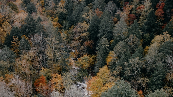 Aerial view of autumn forest with colorful trees
