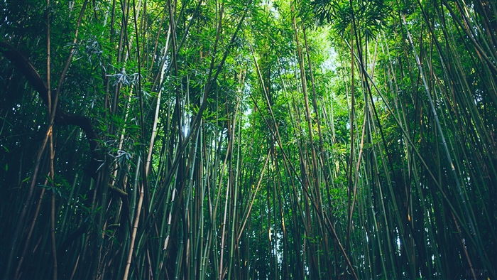 Bamboo forest thicket 4K