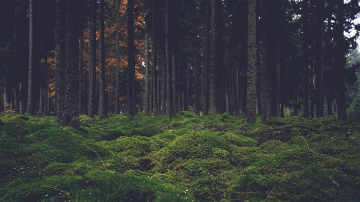 Mossy forest floor with tall trees