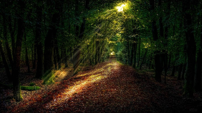 Forest path with autumn leaves and sunlight