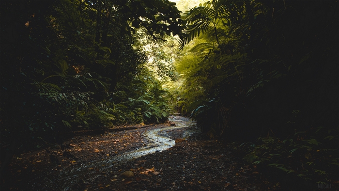 Stream flowing through a dark forest with ferns