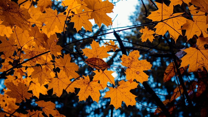 Autumn Maple Leaves on Branches 4K