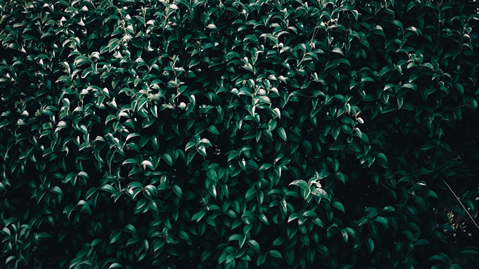 Dark Green Leaves and Branches 4K