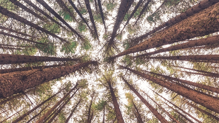 Looking up at tall pine trees from below