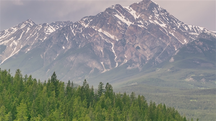 Snow-capped mountains and green forest