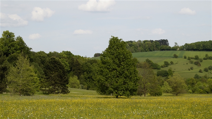 Green forest and meadow in Germany 4K