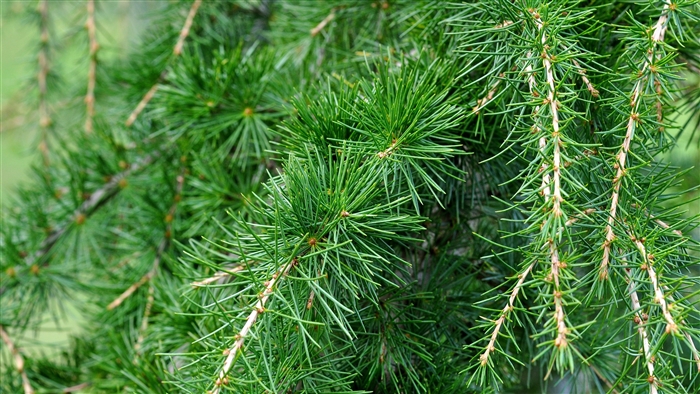 Close-up of Spruce Tree Needles 4K