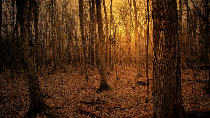 Autumn forest with trees 4K