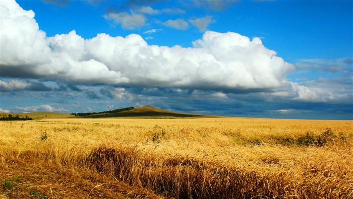 Wheat field in Kazakhstan under a cloudy sky 4K