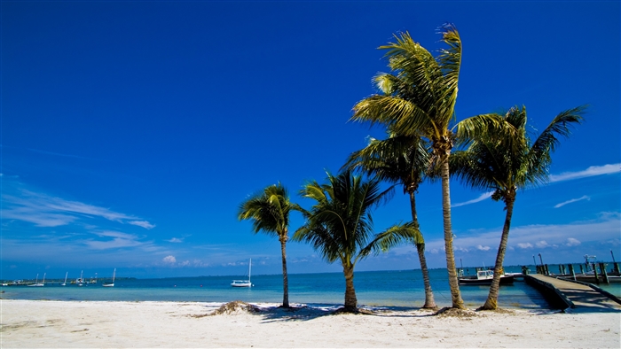 Palm trees on a sandy beach with boats in the ocean