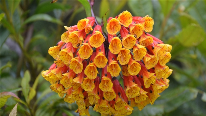 Cluster of orange and yellow bell-shaped flowers with black spots