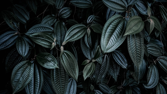 Dark leaves and branches 4K