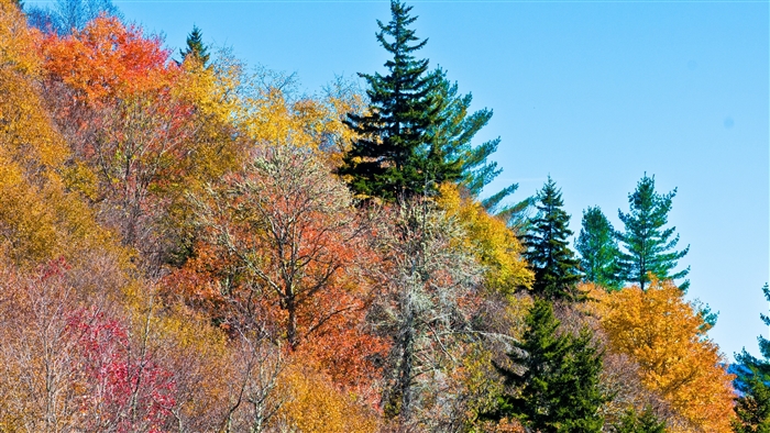 Autumn trees on a mountainside in 4K