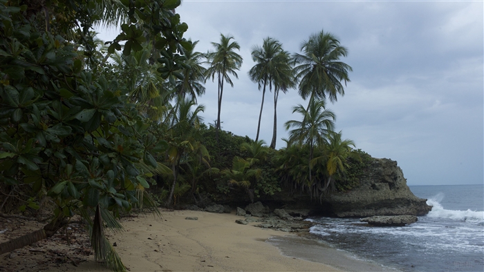 Beach with Palm Trees and Ocean