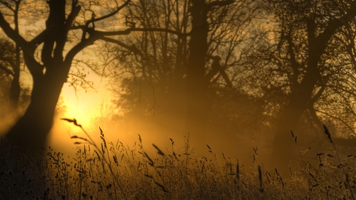 Sunlight through trees and grass in fog 4K