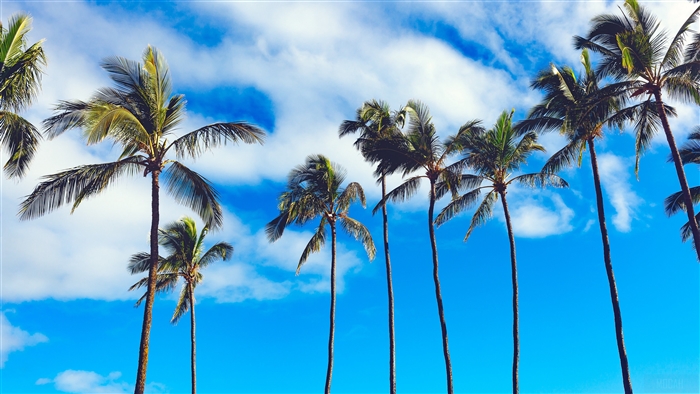 Palm trees against a blue sky with clouds 4K