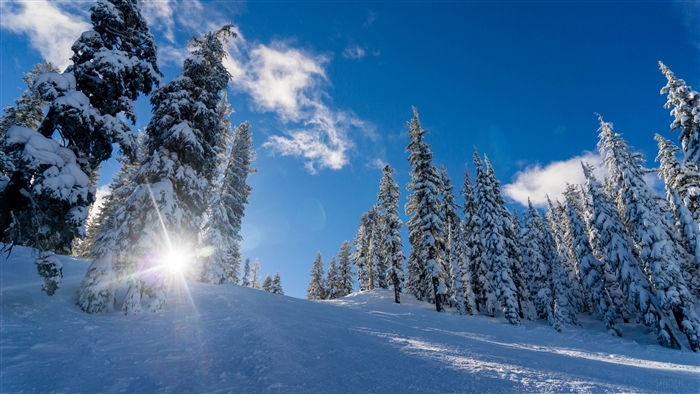 Snowy trees on a sunny winter day 4K