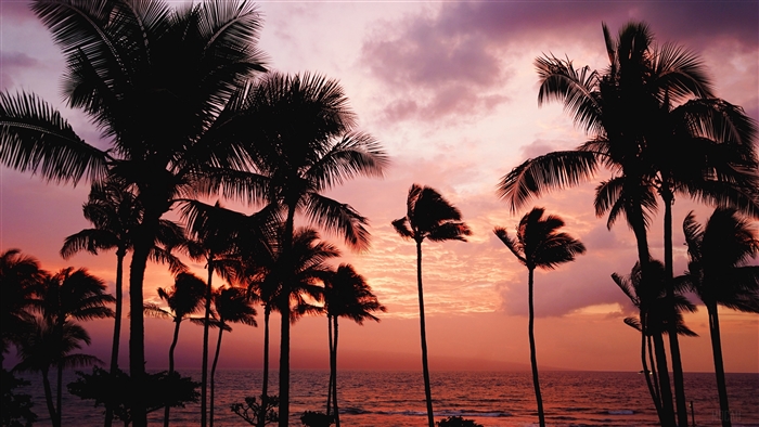 Palm trees at sunset over the sea 4K