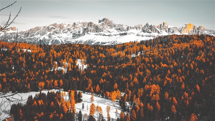 Autumn forest with snow-capped mountains