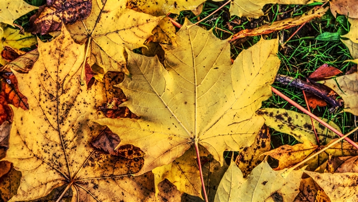 Fallen Maple Leaves in Autumn 4K