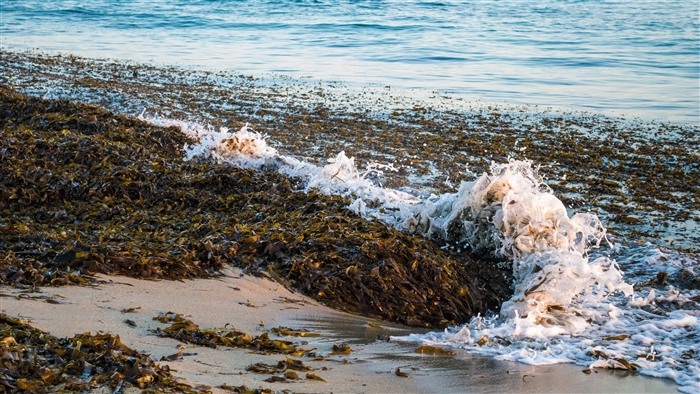 Seaweed washed ashore with waves on a beach