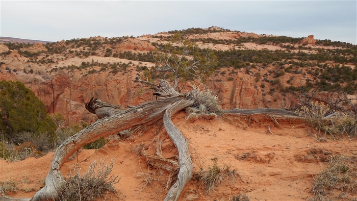 Desert landscape with dead tree and mountains
