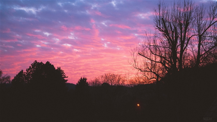 Silhouette of trees against a vibrant sunset sky